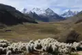 Hochgebirgstal mit schneebedeckten Gipfeln und Kakteen im Vordergrund.