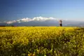 Beobachtung der Bergkette über einem blühenden Feld.