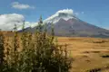 Panorama eines schneebedeckten Vulkans, der über einer goldenen Graslandschaft aufragt.