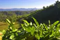 Grüne Bananenblätter im Vordergrund mit Blick auf die bewaldeten Hügel im Hintergrund.