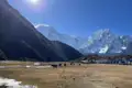 Yaks in einer Berglandschaft