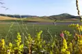 Wilde Blumenwiese mit Blick auf die hügelige Landschaft.