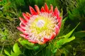 Detaillierte Ansicht einer Protea-Blüte.
