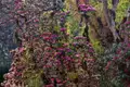 Rhododendronblüten in einem Waldgebiet.