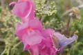 Blauer Schmetterling auf rosa Blume