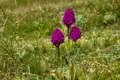 Drei violette Blüten inmitten einer grünen Wiese.