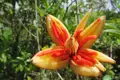 Detaillierte Ansicht einer exotischen Blume mit leuchtend orangefarbenen und gelben Blütenblättern.