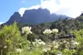 Blick auf weiße Blüten mit einem Berg im Hintergrund.