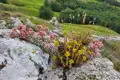 Rosa und gelbe Bergblumen, die auf einem Felsen wachsen, mit einem grünen Tal und bewaldeten Hügeln im Hintergrund.