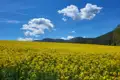 Blühendes Rapsfeld mit Hügeln im Hintergrund