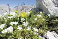 Weiße Bergblumen und Löwenzahn in felsiger Landschaft.