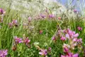 Nahaufnahme von rosa Wildblumen auf einer Wiese, die Teil der Landschaft entlang der Reise sein könnte.