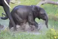 Ein kleines Elefantenkalb rennt spielerisch durch eine Wasserpfütze und spritzt dabei Wasser auf.