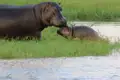 Flusspferd Mutter und Junges am Flussufer