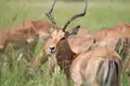 Impala mit markanten Hörnern im hohen Gras.