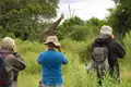 Reiseteilnehmer beobachten eine Giraffe während einer Safari.