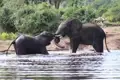 Zwei Elefanten im Wasser.