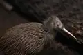 Kiwi mit charakteristischem langem Schnabel und braunem Gefieder.