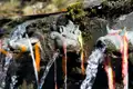 Wasserfontänen aus Tierkopf-Skulpturen.