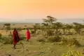 Zwei Massai durchqueren die afrikanische Savanne, während Zebras im Hintergrund weiden. Die Szene spielt bei Sonnenuntergang und zeigt die Schönheit und Ruhe der Natur.