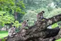 Drei Affen ruhen auf einem Ast in einer parkähnlichen Umgebung.