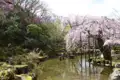 Teich mit Kirschblüten und grüner Landschaft.