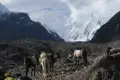 Packtiere tragen Gepäck durch eine hochalpine Landschaft, was auf eine Trekkingtour oder Expedition in den Bergen hindeutet.