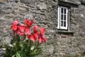Rote Tulpen vor einer Steinmauer mit Fenster.