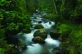 Ein idyllischer Flusslauf mitten im Wald.