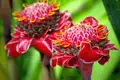Zwei exotische rote Blüten im Detail.