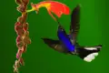 Kolibri im Flug beim Trinken von Nektar aus einer Blüte.