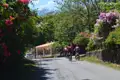 Radfahrer genießen eine Fahrt entlang einer blühenden Straße.