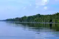 Uferbewaldung am Fluss.