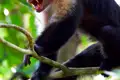 Affe mit geöffnetem Mund auf einem Ast sitzend.