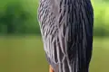 Nahaufnahme der Federn eines Vogels.