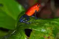Roter Frosch mit blauen Beinen auf einem grünen Blatt.