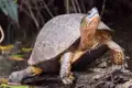 Schildkröte auf einem Baumstamm