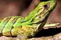 Grüner Leguan in seiner natürlichen Umgebung.