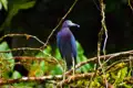 Violetter Reiher auf einem Ast im Wald.