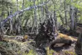 Umgestürzter, moosbedeckter Baumstamm im Wald.
