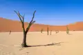 Abgestorbene Bäume und Sanddünen