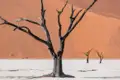 Abgestorbener Baum in einer trockenen Landschaft mit einer Sanddüne im Hintergrund.