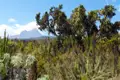 Blick auf den Mount Kenia durch die typische Vegetation der Region.