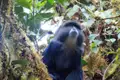 Blauer Affe inmitten von Bäumen und Blättern.