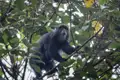 Affe im Baum während der Reise beobachtet.