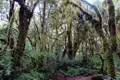 Moosbewachsene Bäume im Nebelwald.