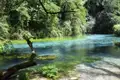 Klares, türkisfarbenes Wasser der Karstquelle Blaues Auge in Albanien, umgeben von grüner Ufervegetation und einem bemoosten Baumstamm im Vordergrund.