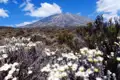 Weiße Bergblumen im Vordergrund, der Kilimandscharo im Hintergrund.