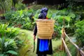 Person mit traditionellem Korb und Sichel auf einem Weg durch die Vegetation.