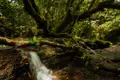 Kleiner Wasserfall im Wald.